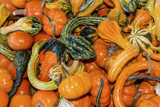 Orange Green Yellow Gourds Calabash Cucurbita Pepo Pumpkins Squash