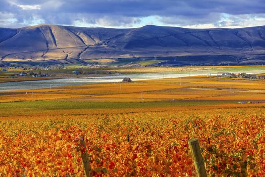 Orange Leaves Vines Rows Grapes Wine Colorful Fields Autumn Red Mountain Benton City Washington