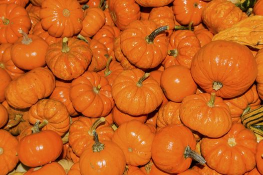 Small Orange Pumpkins Squash Cucurbita Pepo Squash