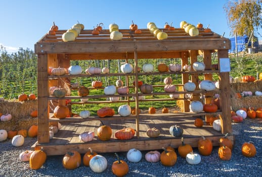 White Orange Yellow Pumpkins Wooden Box Squash Cucurbita Pepo Garden