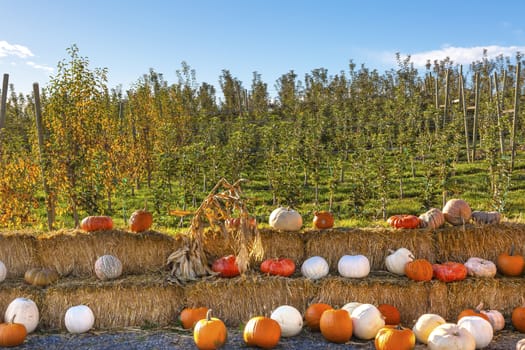 White Orange Yellow Pumpkins Squash Cucurbita Pepo Bales of Hay Garden