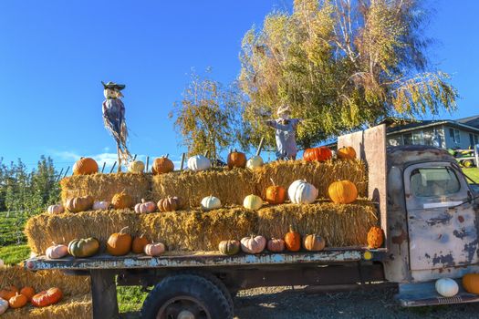 Pumpkin Truck Scarecrows White Orange Yellow Pumpkins Squash Cucurbita Pepo