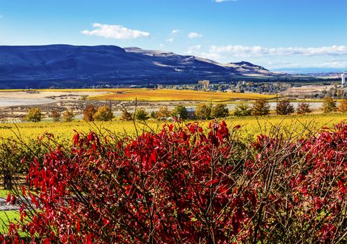 Red Leaves Bushes Yellow Leaves Vines Rows Grapes Wine Green Grass Autumn Red Mountain Benton City Washington