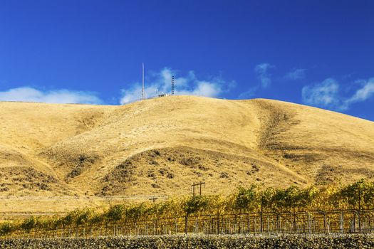 Yellow Leaves Vines Rows Grapes Wine Green Grass Autumn Red Mountain Benton City Washington