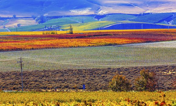 Red Mountain Autumn Yellow Orange Red Leaves Colorful Vineyards Vines Rows Grapes Wine Red Mountain Benton City Washington