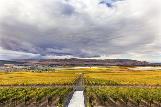 Yellow Leaves Vines Rows Grapes Wine Green Autumn Red Mountain Benton City Washington