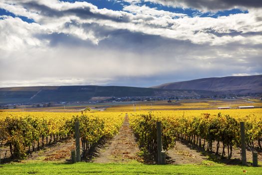 Yellow Leaves Vines Rows Grapes Wine Green Grass Autumn Red Mountain Benton City Washington