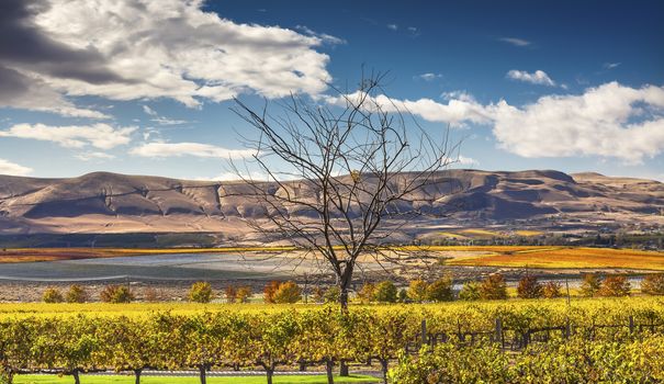 Yellow Leaves Vines Rows Grapes Wine Green Grass Autumn Red Mountain Benton City Washington