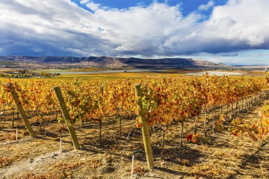 Orange Leaves Vines Rows Grapes Wine Colorful Fields Autumn Red Mountain Benton City Washington