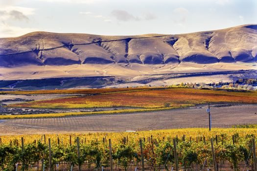 Orange Yellow Leaves Vines Rows Grapes Wine Autumn Red Mountain Benton City Washington