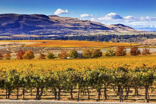 Yellow Leaves Vines Rows Grapes Wine Autumn Red Mountain Benton City Washington