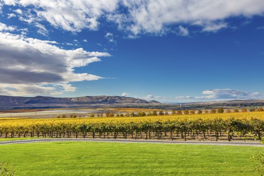 Yellow Leaves Vines Rows Grapes Wine Green Grass Autumn Red Mountain Benton City Washington