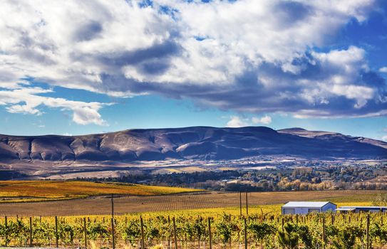 Yellow Leaves Vines Rows Grapes Wine Autumn Red Mountain Benton City Washington