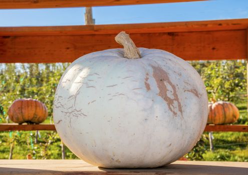 White Pumpkin Squash Cucurbita Pepo Garden