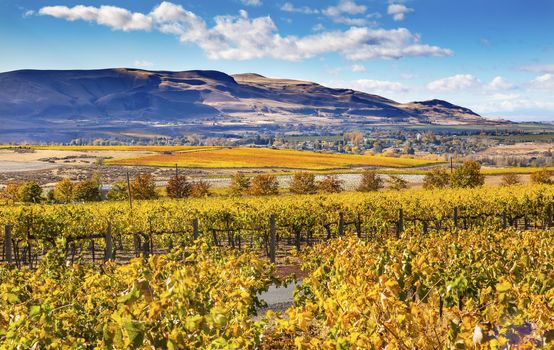 Yellow Leaves Vines Rows Grapes Wine Green Grass Autumn Red Mountain Benton City Washington