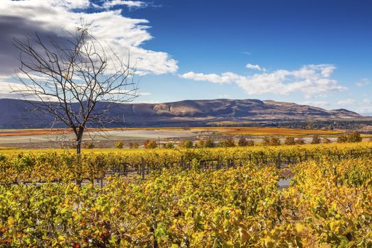 Yellow Leaves Vines Rows Grapes Wine Green Grass Autumn Red Mountain Benton City Washington