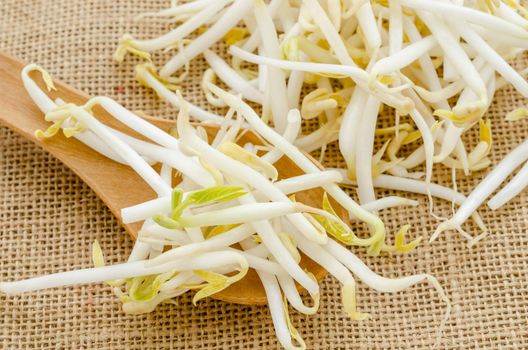 Mung beans or bean sprouts on sack background.