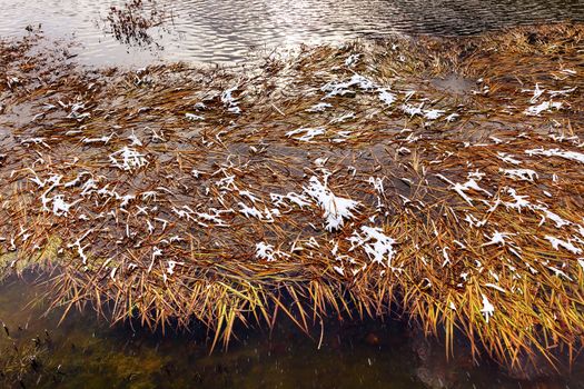 Winter Leaves Snow Ice Abstract Wenatchee River Stevens Pass Leavenworth Washington