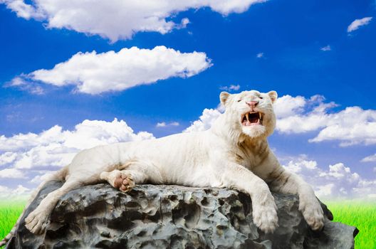 The white tiger with blue sky