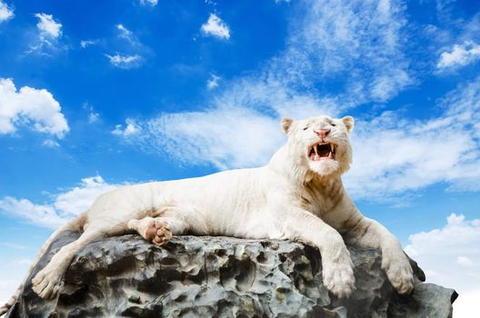 The White tiger on rock with blue sky background.