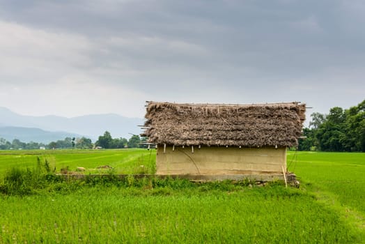 Small house surrounded by rice paddy fields in Deukhuri valley, Nepal