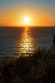 beautiful sunset over the wild tall grass on the wild atlantic way