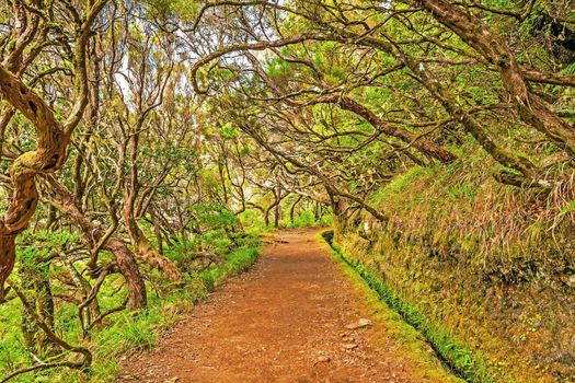 Irrigation canal "levada" in magical forest, Madeira Island, Portugal