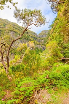 Island of Madeira - the magnificent natural landscape in the west, near the 25 Fontes falls