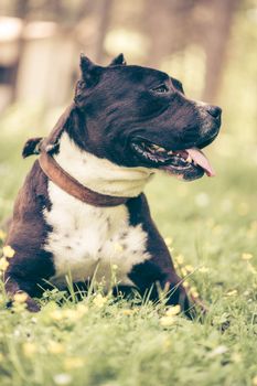 Portrait of a beautiful Staffordshire Terrier resting in the park