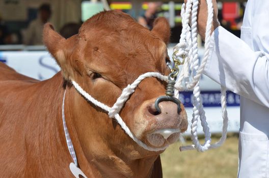 Large Brown Cow being held by Rope at Fair