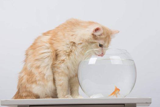 domestic cat sitting on a table on which there is an aquarium with goldfish
