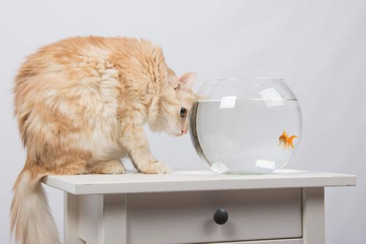 domestic cat sitting on a table on which there is an aquarium with goldfish