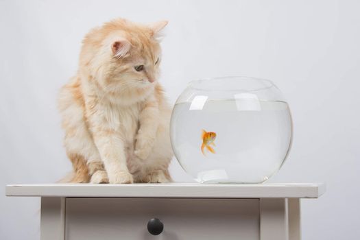 domestic cat sitting on a table on which there is an aquarium with goldfish