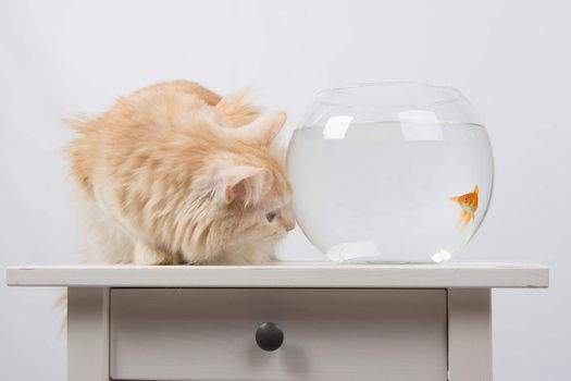 domestic cat sitting on a table on which there is an aquarium with goldfish