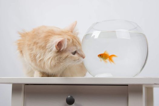 domestic cat sitting on a table on which there is an aquarium with goldfish