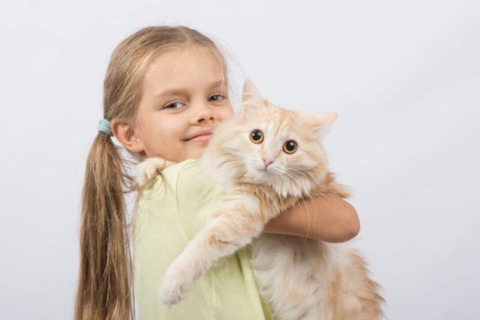 Six year old girl is holding adult domestic cat