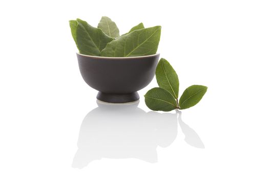 Fresh and dry bay leaves isolated on white background. Culinary herb, cooking ingredient and medical herb. 