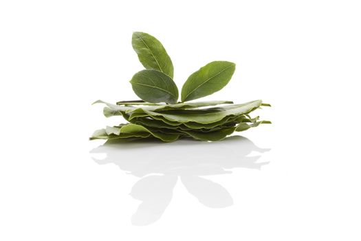 Bay leaves isolated on white background. Culinary herb, cooking ingredient and medical herb. 