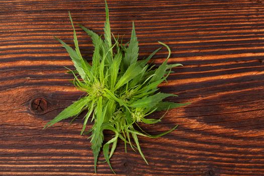 Cannabis buds and foliage on brown wooden table. Medical marijuana, alternative medicine. 