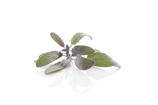 Sage herb isolated on white background. Culinary herb, alternative medicine. 