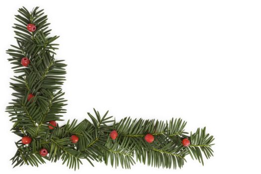 Christmas background with copyspace. Yew twig on white background, top view.