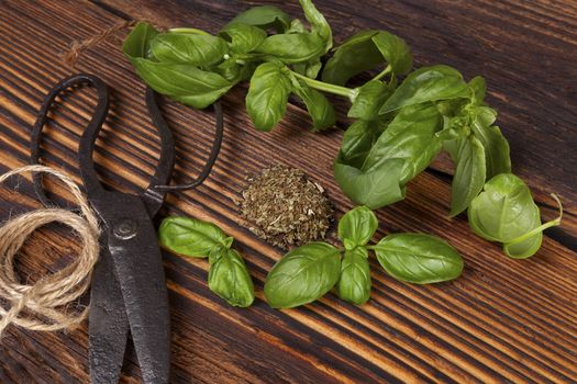 Aromatic culinary herbs, basil. Fresh and dry basil herb with vintage scissors on rustic wooden background.