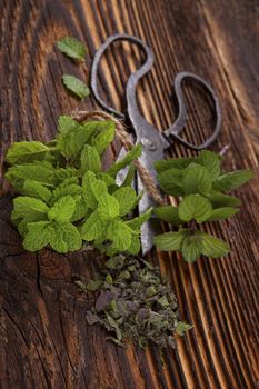 Mentha. Aromatic culinary herbs, fresh and dry mint herb on wooden rustic background with old vintage scissors.