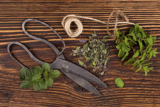 Mentha, Mint. Aromatic culinary herbs, fresh and dry mint herb on wooden rustic background with old vintage scissors.