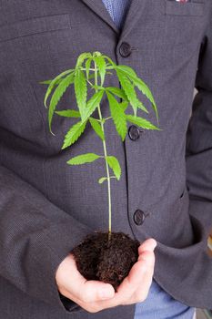 Caucasian handsome man in suit holding young cannabis plant with soil in his hand. Cannabis business.