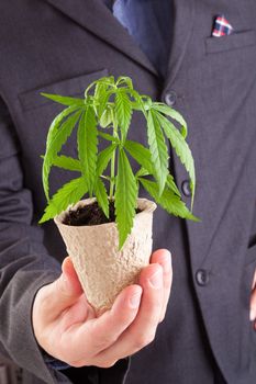 Caucasian handsome man in suit holding young cannabis plant with soil in his hand. Cannabis business.