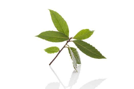 Bay leaves isolated on white background. Culinary herb, cooking ingredient and medical herb. 