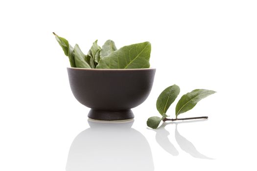 Fresh and dry bay leaves isolated on white background. Culinary herb, cooking ingredient and medical herb. 