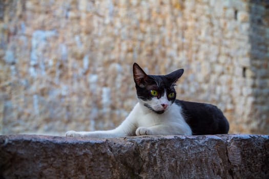 Cat lies in front of the stone wall