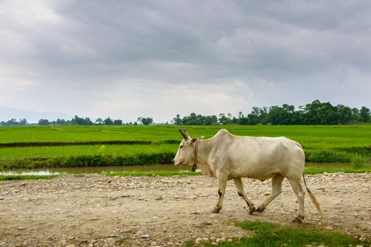 Cow walking on a trail, rice paddy fields in the background, in Terai, Nepal